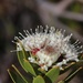 Leucospermum bolusii - Photo (c) Karen Eichholz, algunos derechos reservados (CC BY), subido por Karen Eichholz