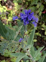 Caryopteris × clandonensis