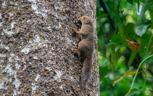 Prosciurillus murinus