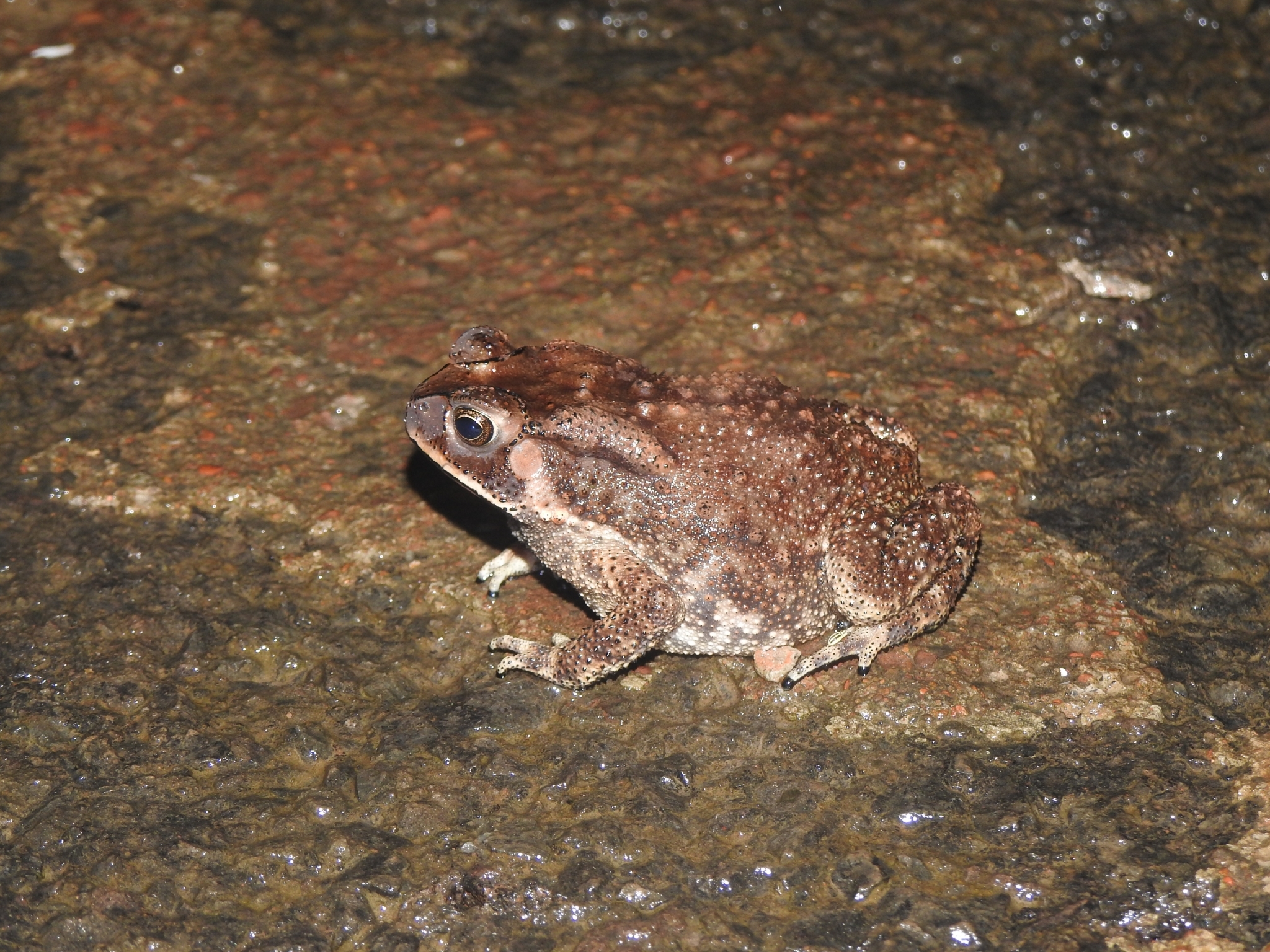 Indian Common True Toad