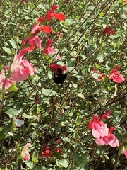 Bombus californicus