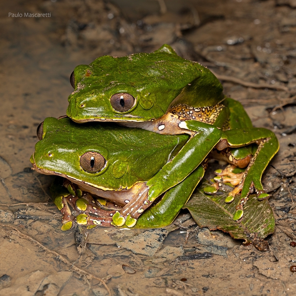 Blue-and-Yellow Frog