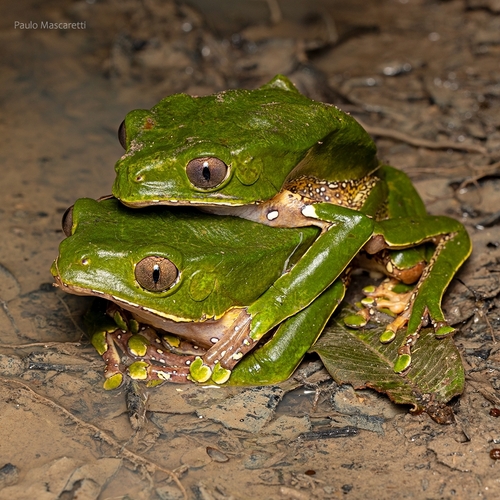 Blue-and-Yellow Frog