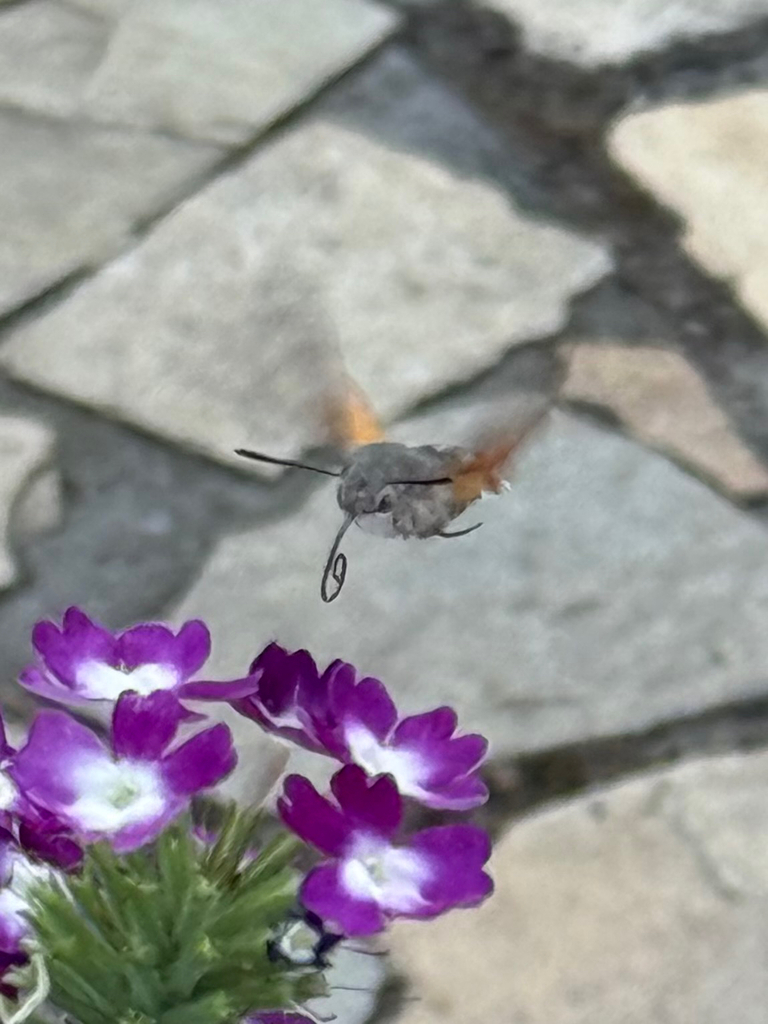 Eurasian Hummingbird Hawkmoth