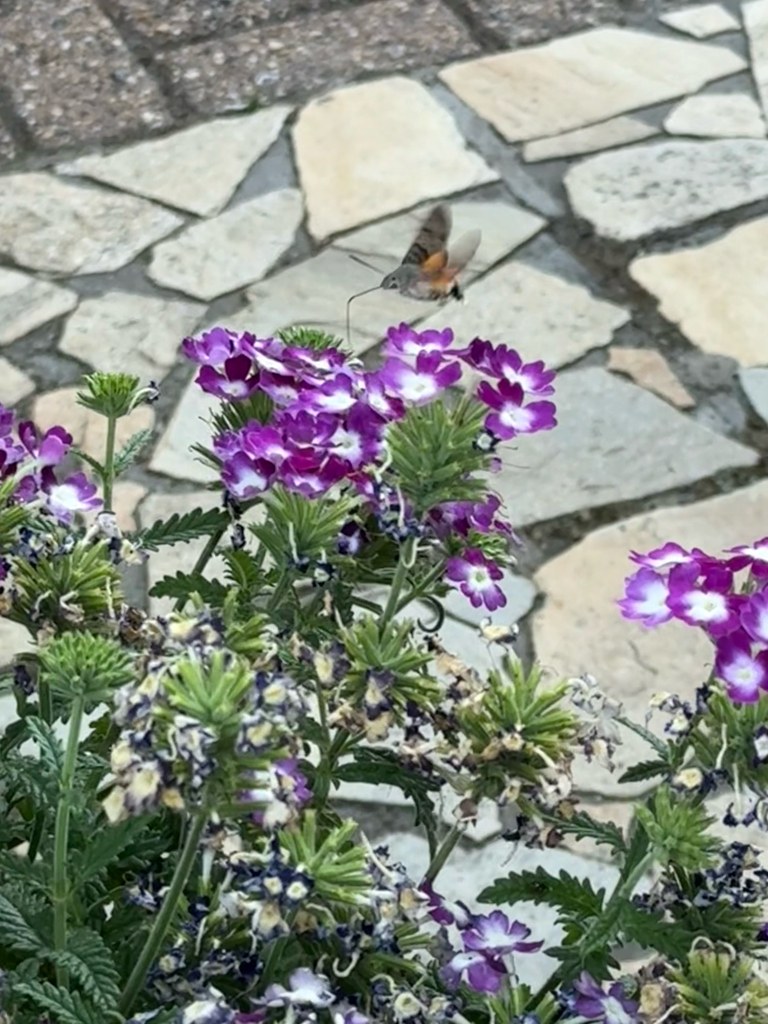 Eurasian Hummingbird Hawkmoth