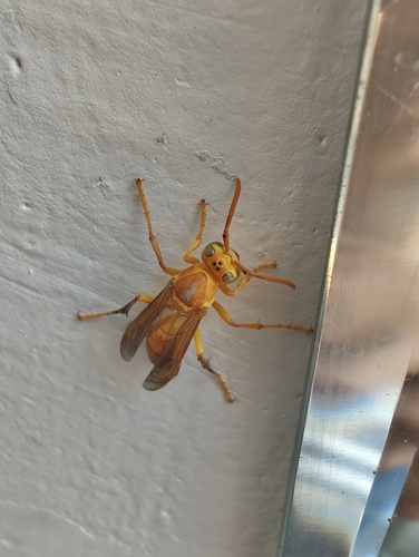 Yellow Oriental Paper Wasp