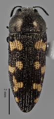 Acmaeodera yuccavora