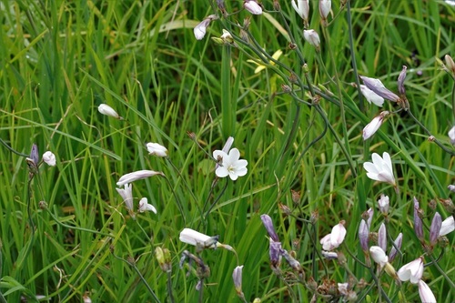 Sparaxis bulbifera