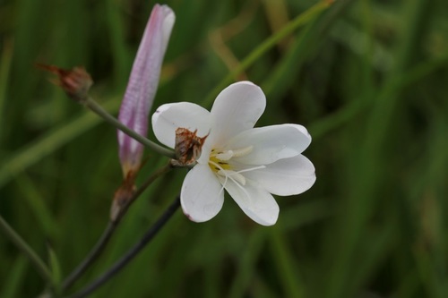 Sparaxis bulbifera