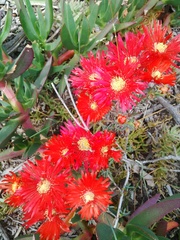 Lampranthus coccineus