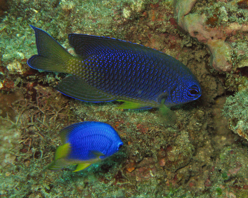 Pomacentrus caeruleopunctatus