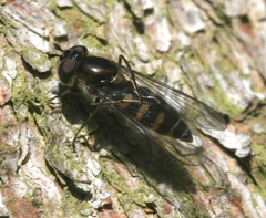 Melangyna lasiophthalma