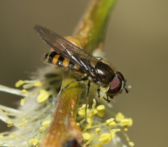 Melangyna lasiophthalma