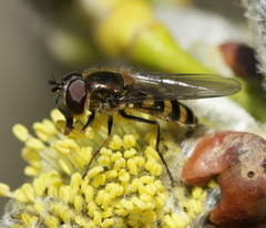 Melangyna lasiophthalma