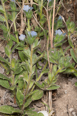 Echium parviflorum