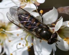 Melangyna lasiophthalma