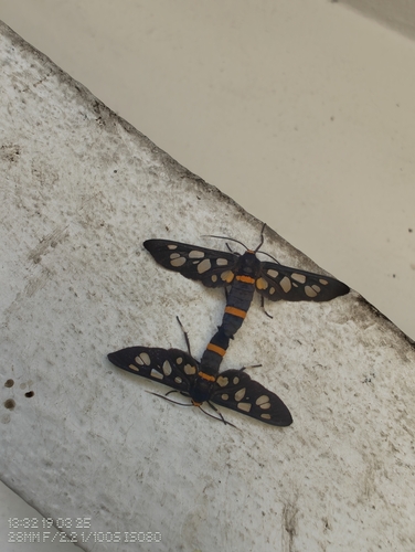 Seven-spotted Handmaiden Moth