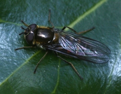 Melangyna lasiophthalma