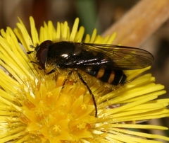 Melangyna lasiophthalma
