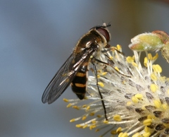 Melangyna lasiophthalma
