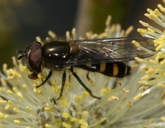 Melangyna lasiophthalma
