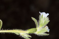 Echium parviflorum