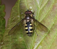 Melangyna lasiophthalma