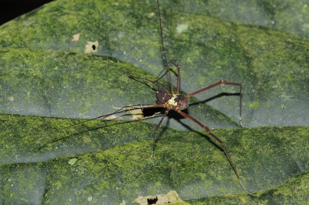 Rhaucus serratus