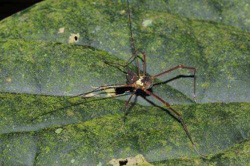 Rhaucus serratus