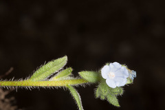 Echium parviflorum