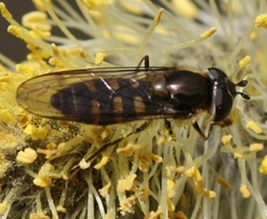 Melangyna lasiophthalma