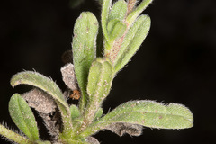 Echium parviflorum