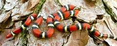 Lampropeltis elapsoides