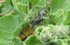 Elasmopoda valga