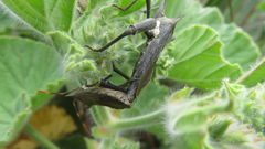 Elasmopoda valga