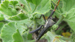 Elasmopoda valga