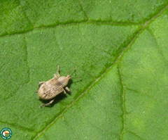 Promecops brevisetis