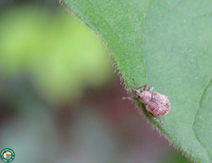 Promecops brevisetis