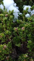 Baccharis patagonica, photograph (c) Constanza Vargas Villegas, some rights reserved (CC BY)