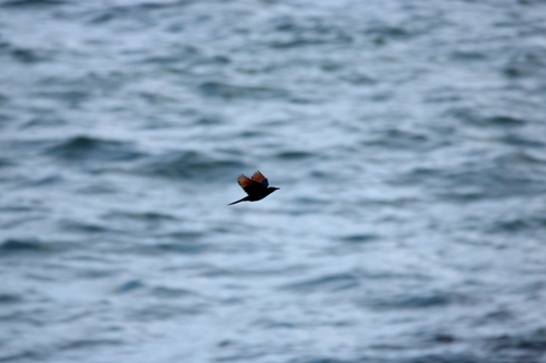 Red-winged Starling (Onychognathus morio), photo 9