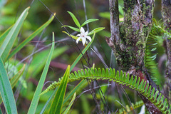 Angraecum eburneum (Angraecum mauritianum)