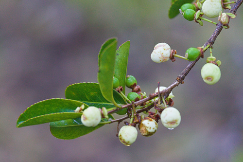 Albinoberry (Aphloia theiformis)