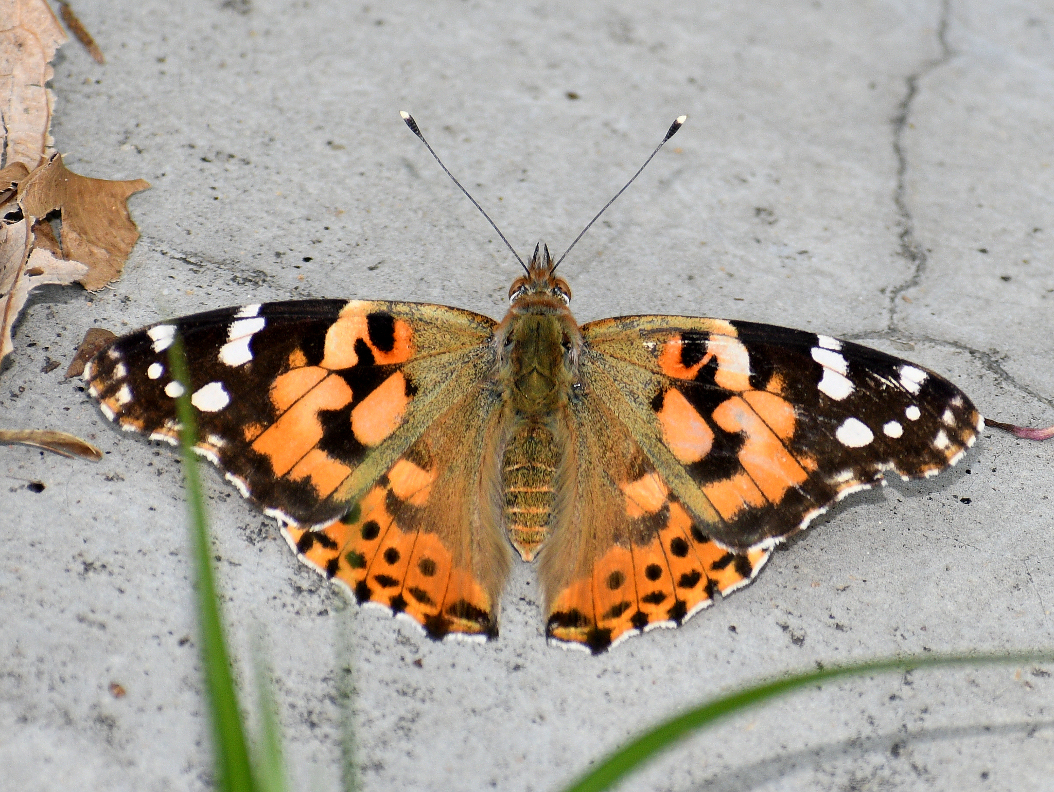 Painted Lady