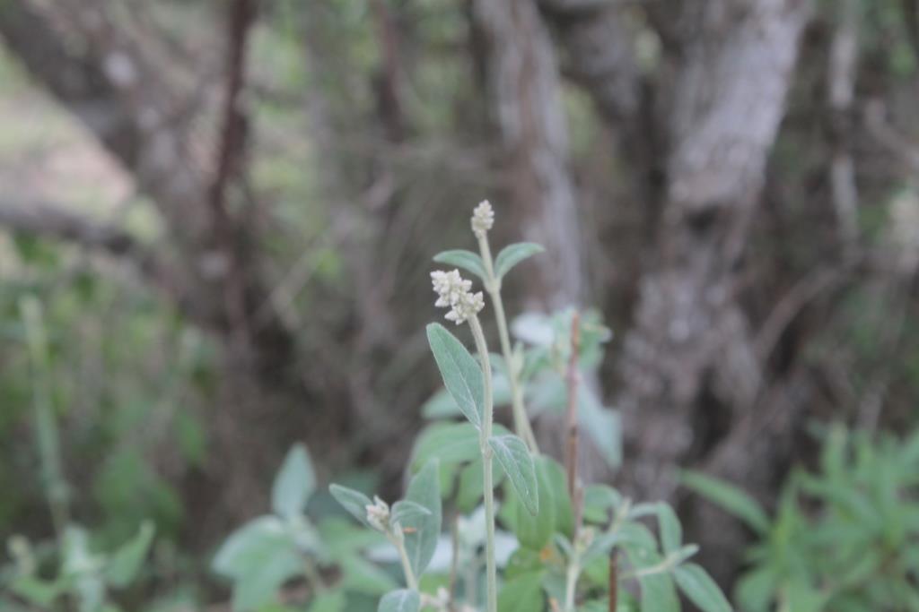Froelichia interrupta