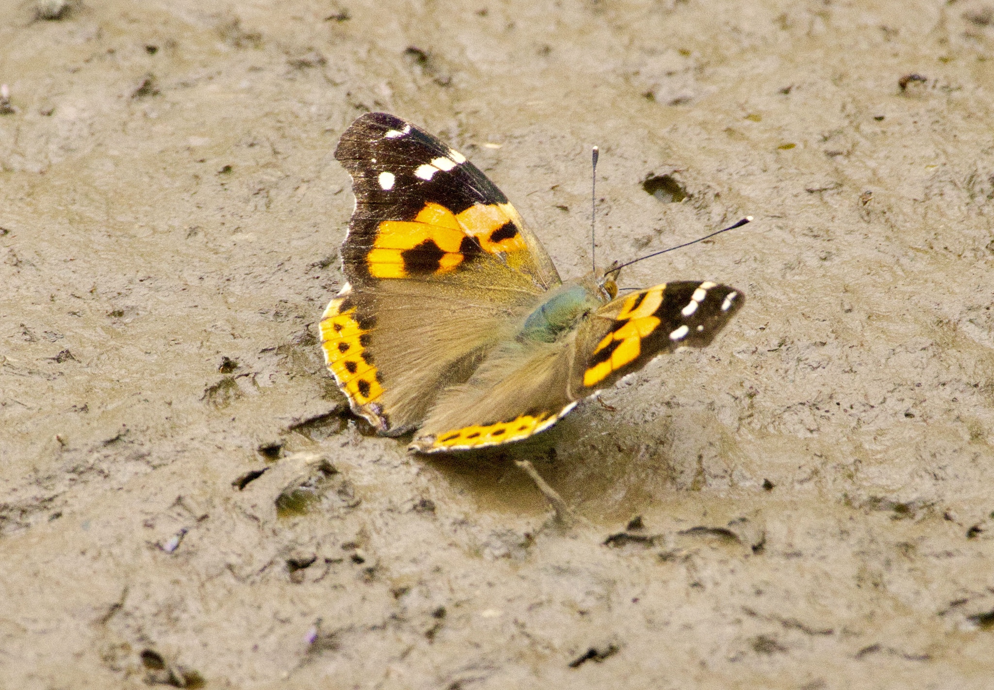Indian Red Admiral