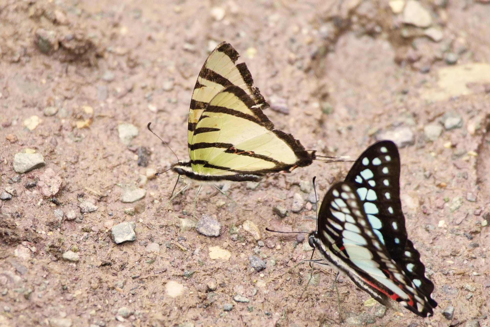 Four-Bar Swordtail