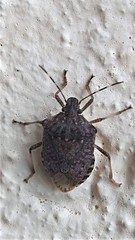 Halyomorpha halys