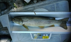 Salmo marmoratus