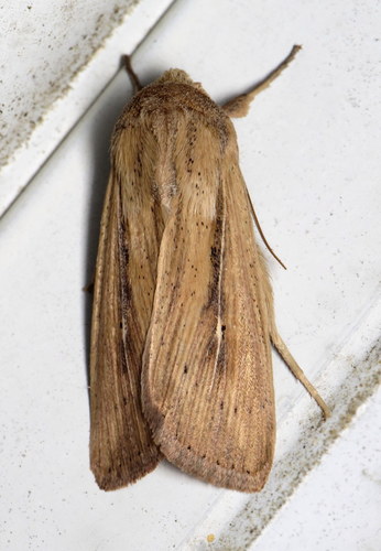 Phragmites Wainscot photo 5