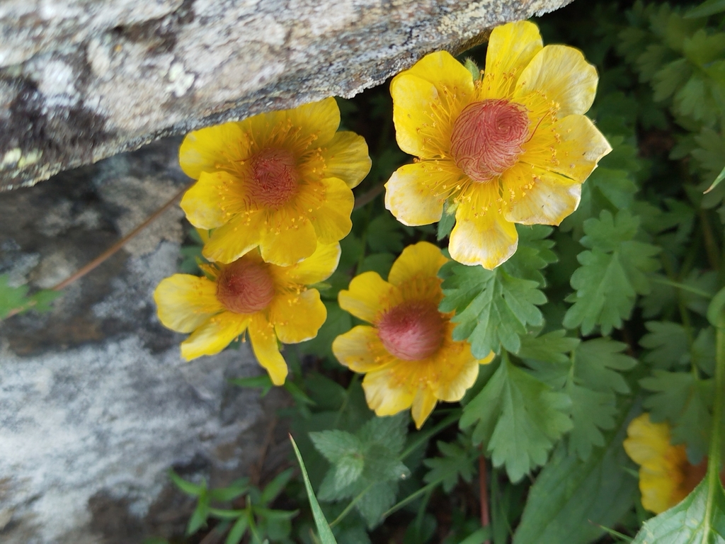 Geum reptans (Geum reptans)